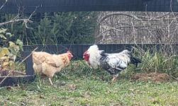 1766505611379.png 1766505611379.png