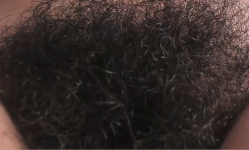 bush.png
