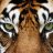 ElTigre